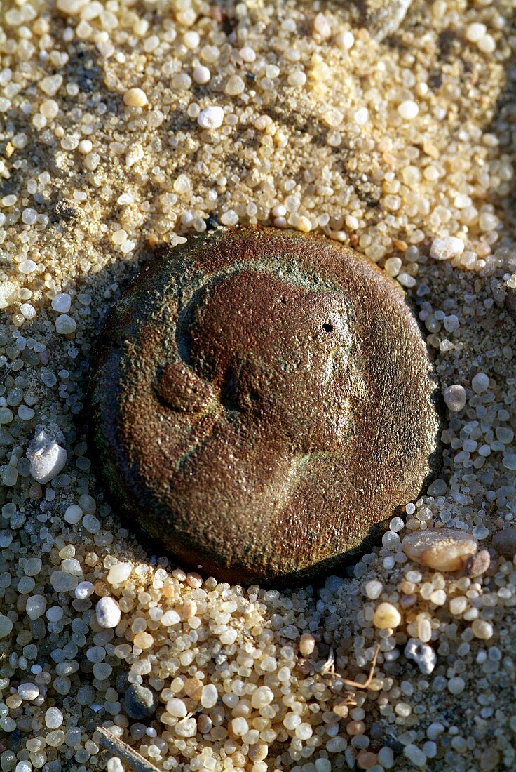 Excavated coin,Egypt