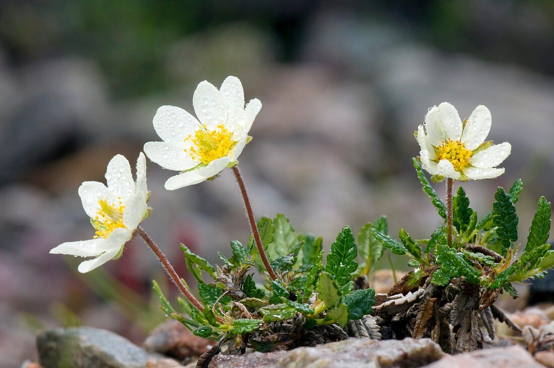 Mountain avens (Dryas octopetala)