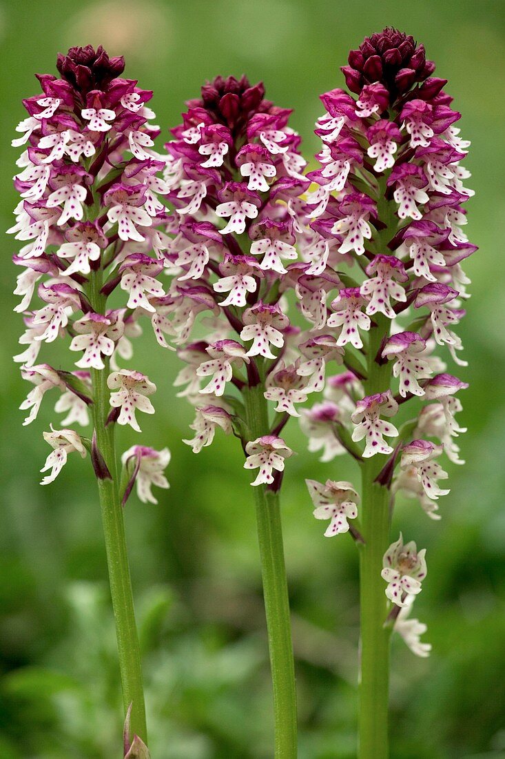 Burnt orchid (Orchis ustulata)
