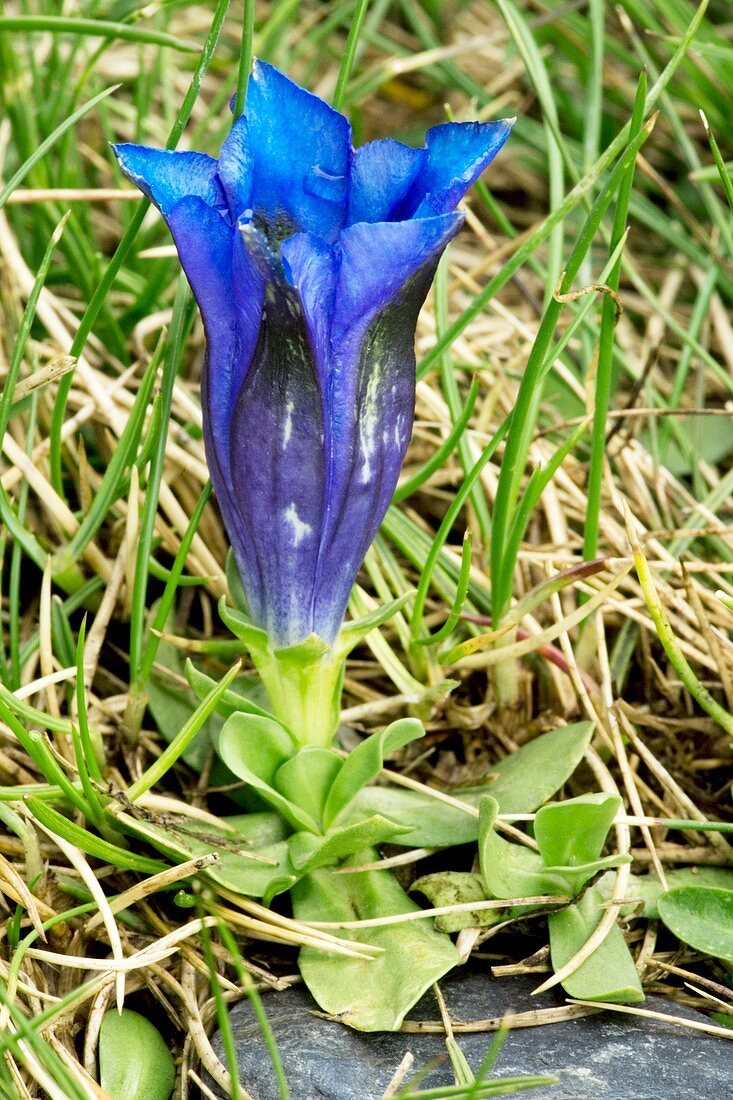 Southern gentian (Gentiana alpina)