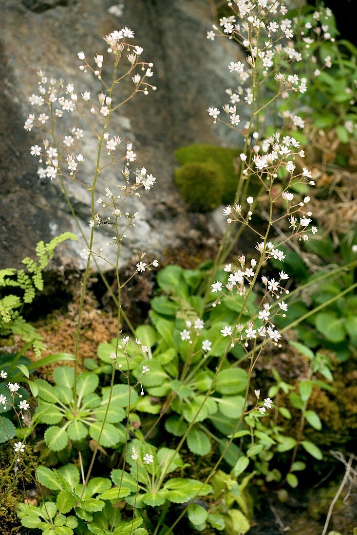 Wood saxifrage (Saxifraga umbrosa)