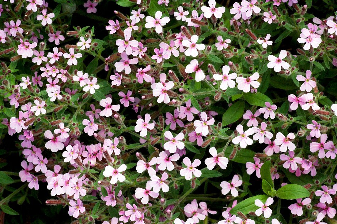 Rock soapwort (Saponaria ocymoides)