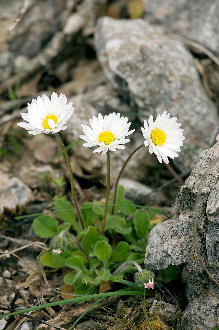 Rock-plant daisy (Bellis margaraetifolia)
