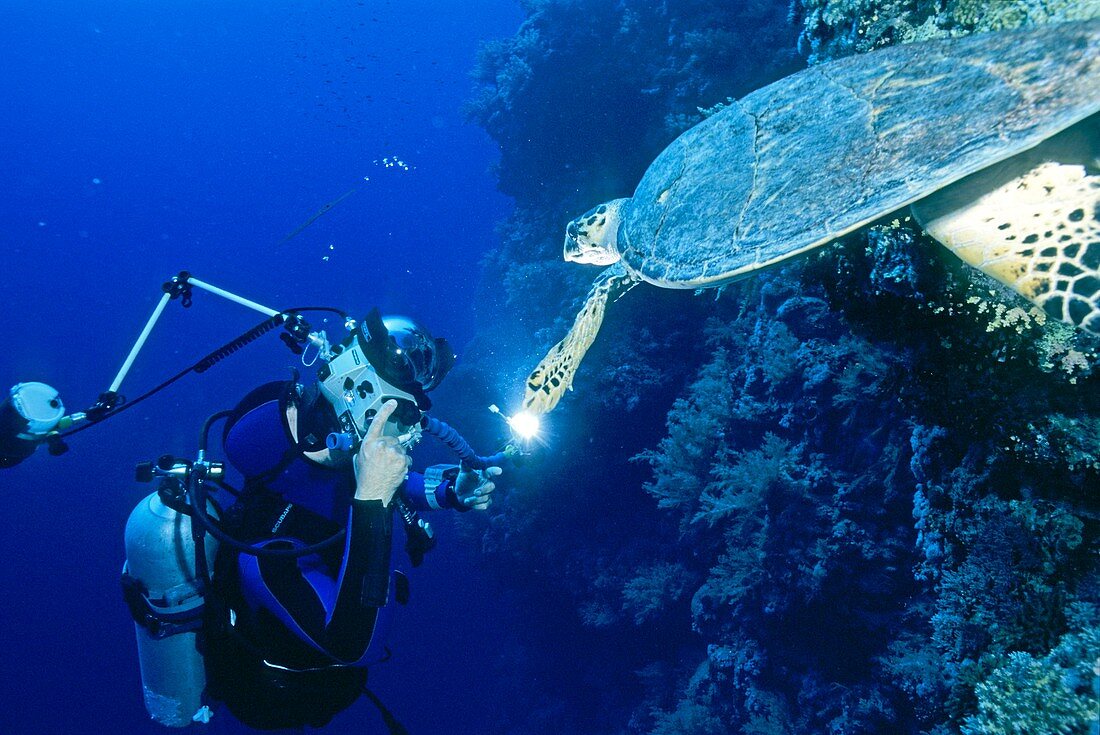 Sea turtle and diver