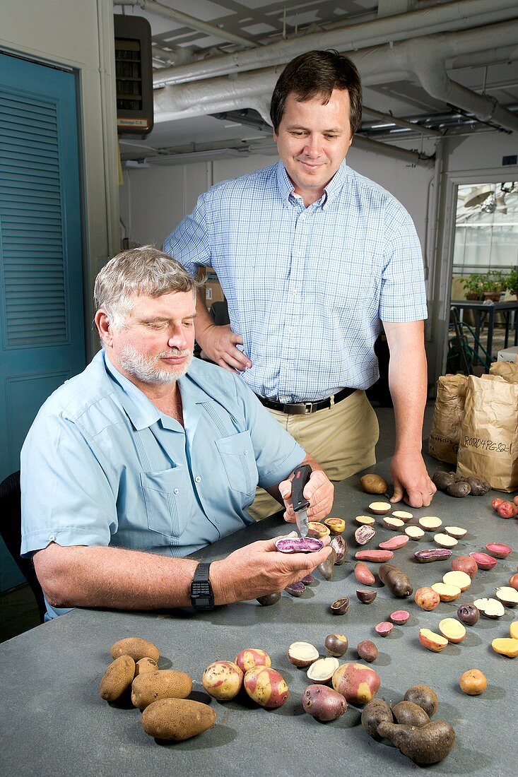 Potato nutrient research