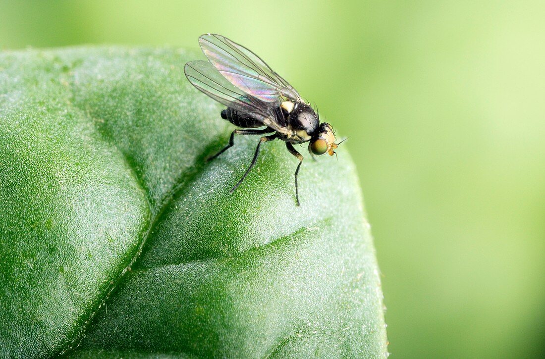 Adult leafminer fly