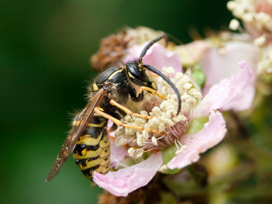 Common wasp feeding on a flower