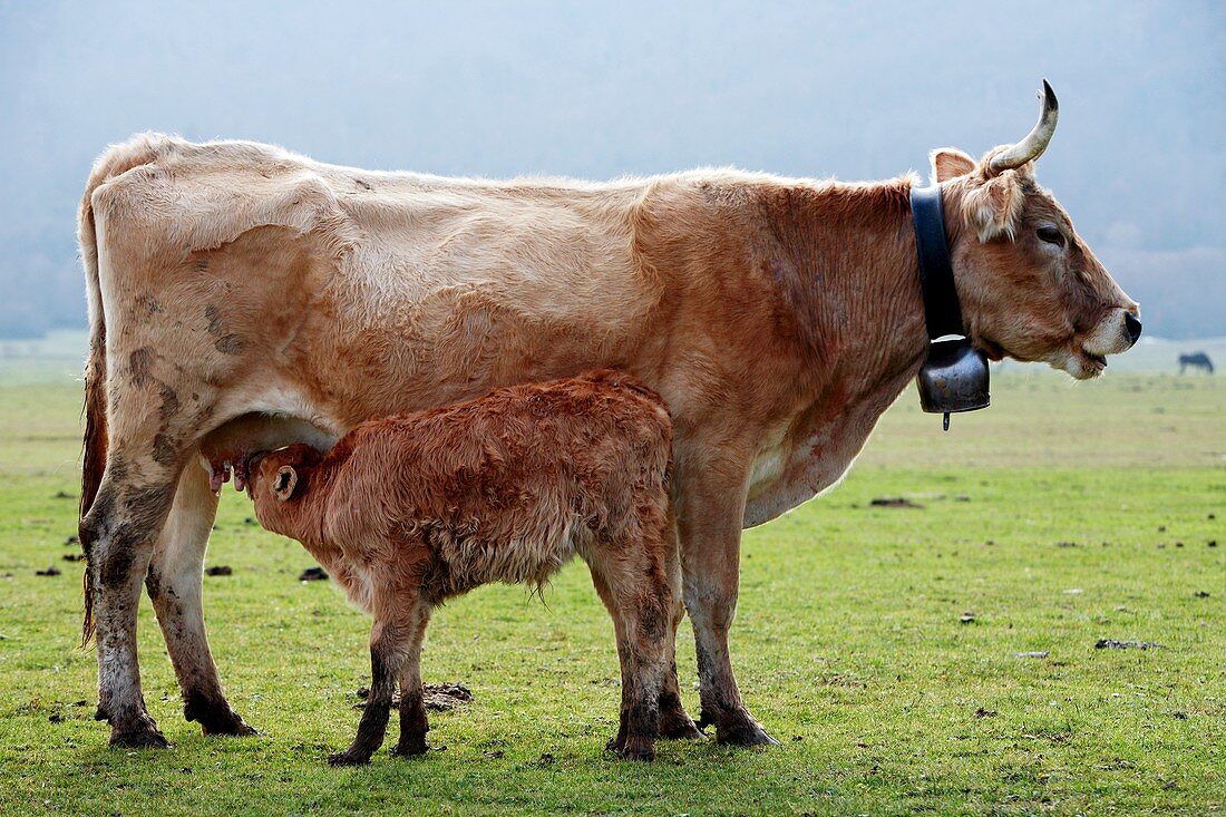 Calf suckling on its mother