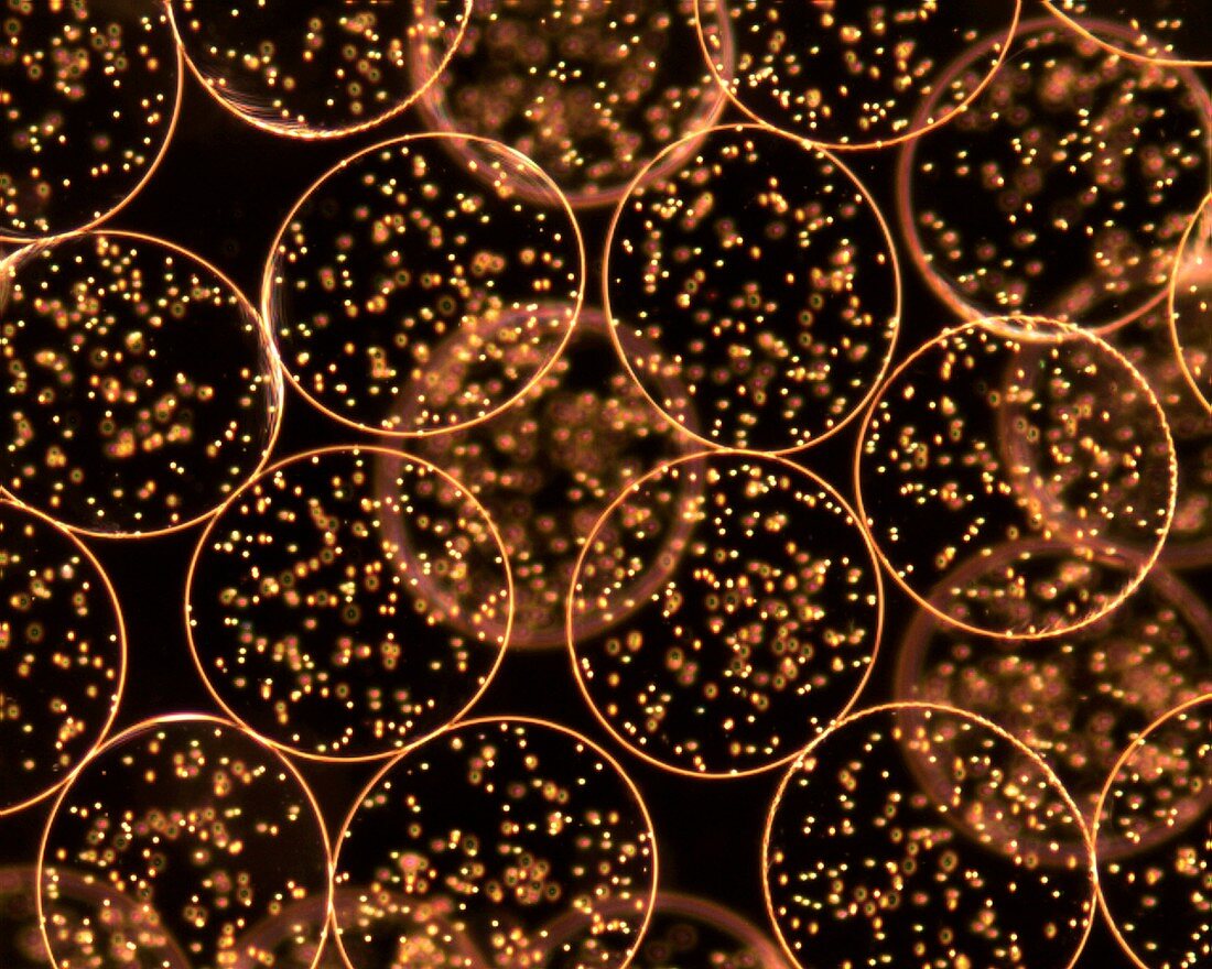 Polymer encapsulated cells