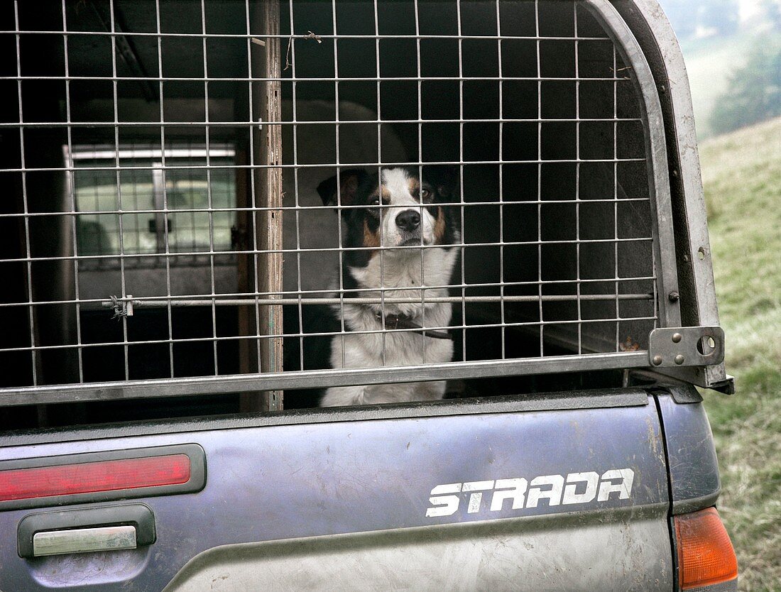 Sheepdog in a truck