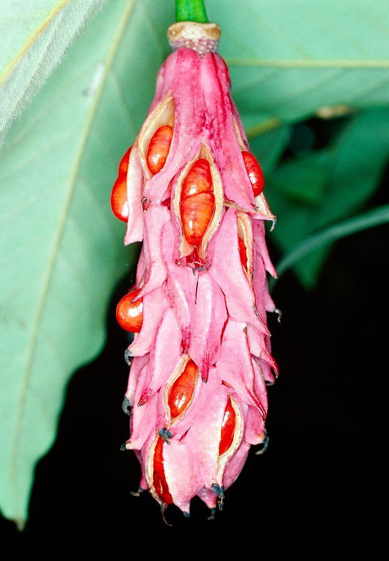 Magnolia sinensis fruit