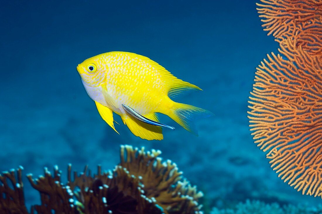 Golden damselfish and cleaner wrasse