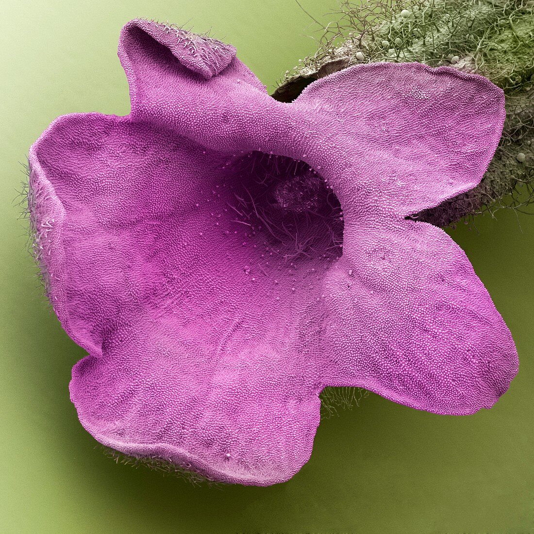 Lavender floret,SEM