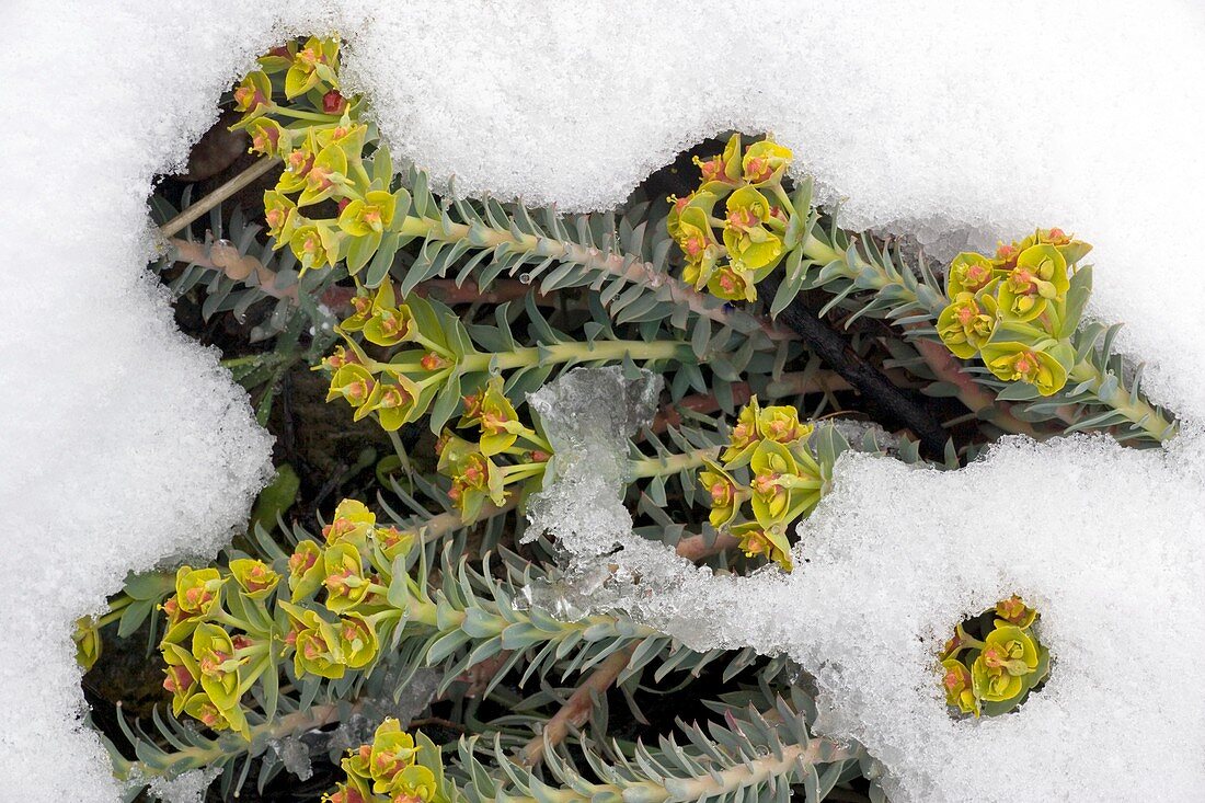 Cyprus spurge (Euphorbia veneris) in snow