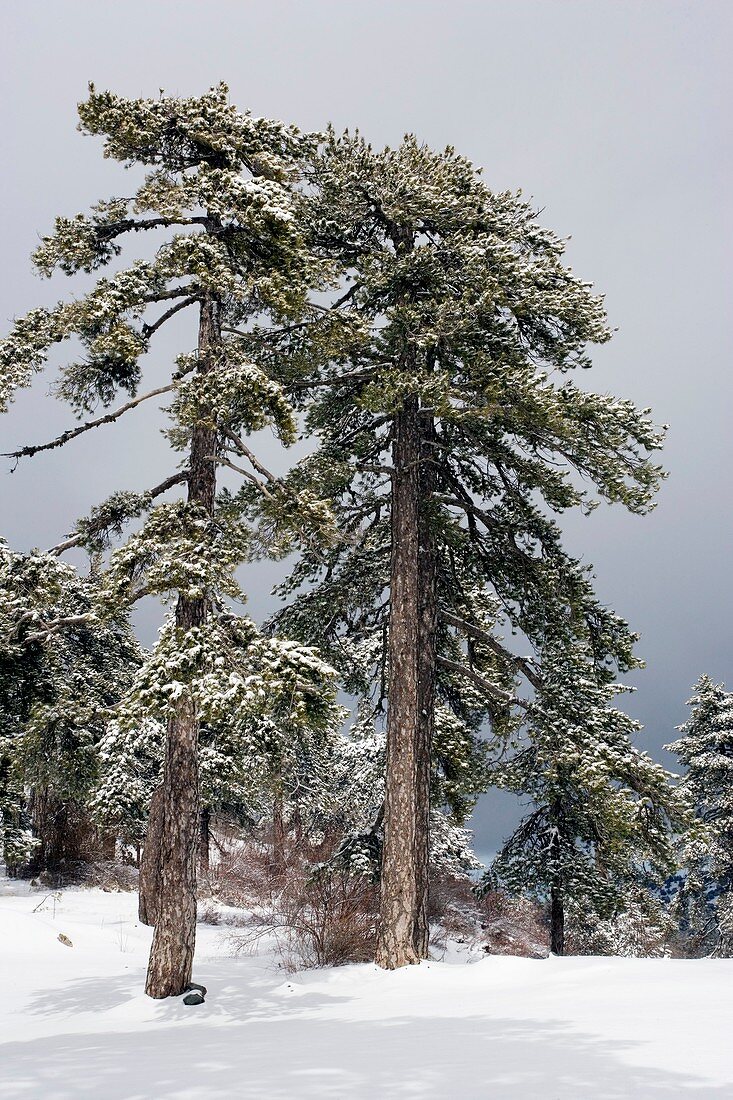 Crimean pines (Pinus nigra pallasiana)