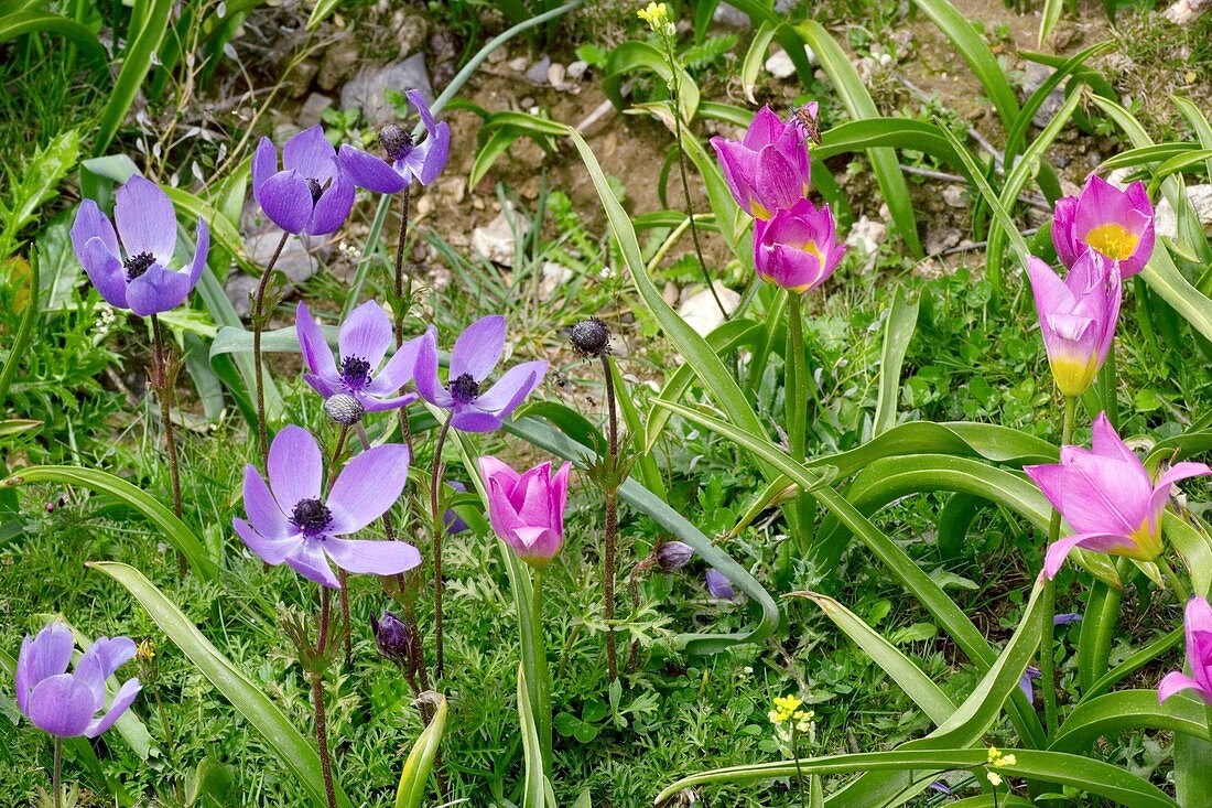 Tulipa saxatilis and Anemone coronaria