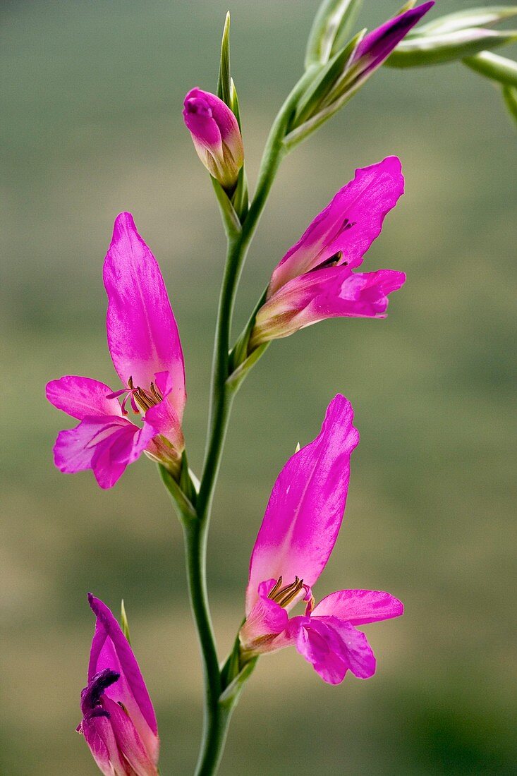 Italian gladiolus (Gladiolus italicus)