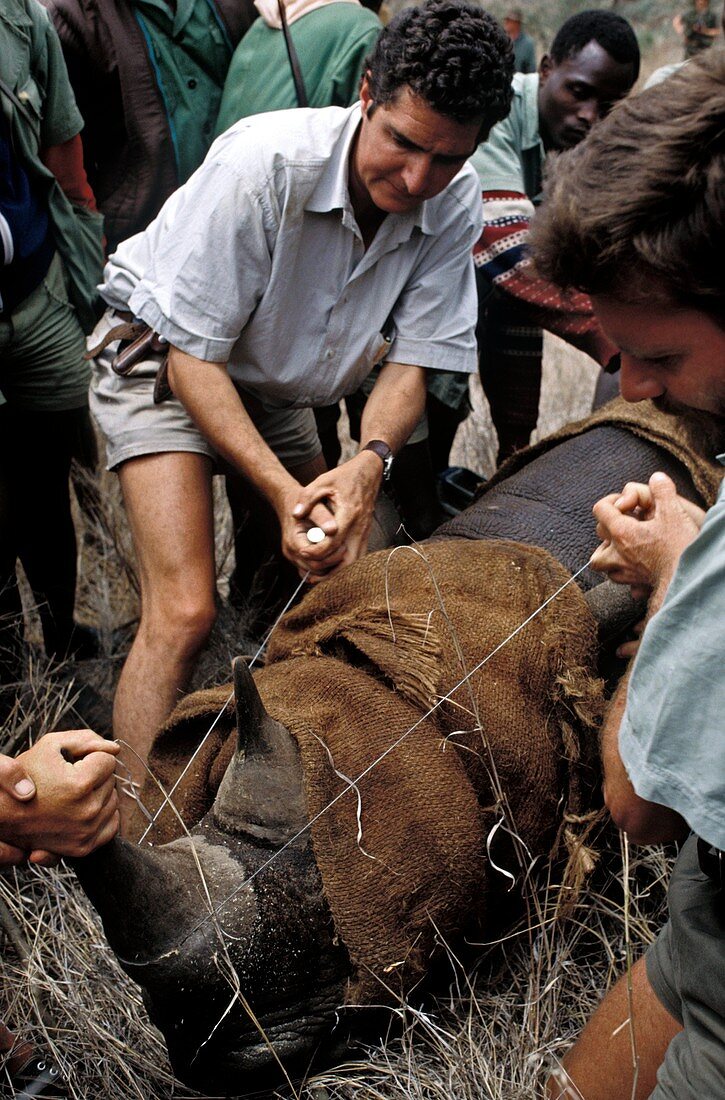 Rhino dehorning,Kenya