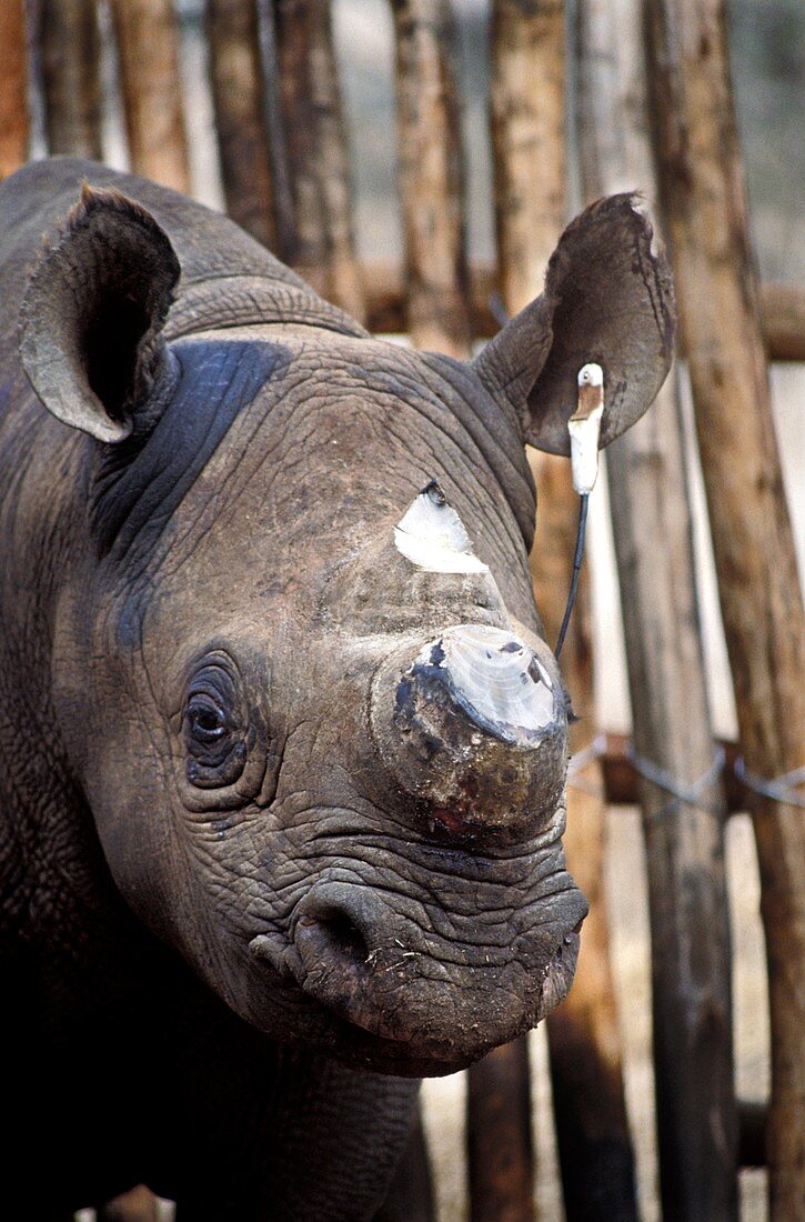 Dehorned rhino,Kenya