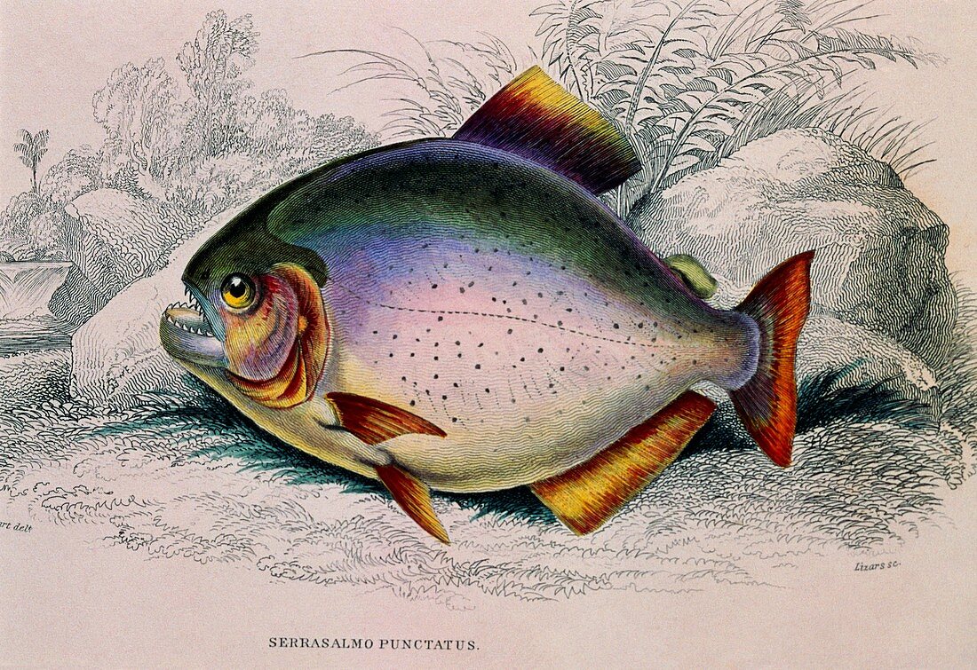 Piranha fish,19th century artwork