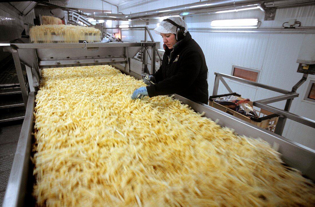 Frozen chip factory,fried chips