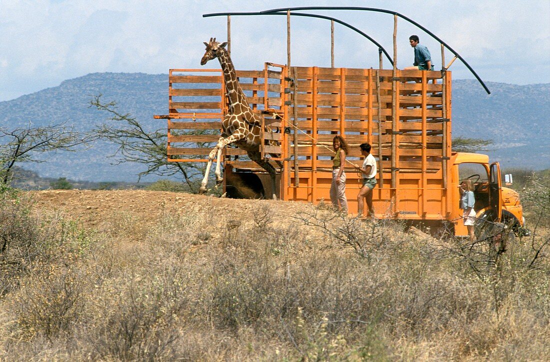 Giraffes being translocated