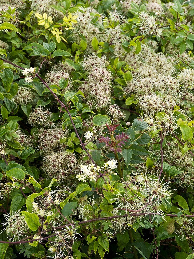 Wild clematis