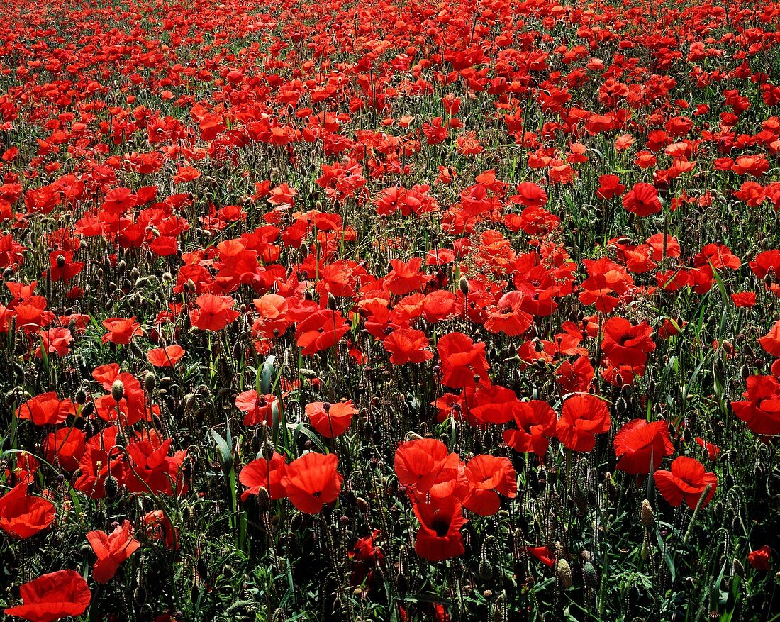 Field of red poppies