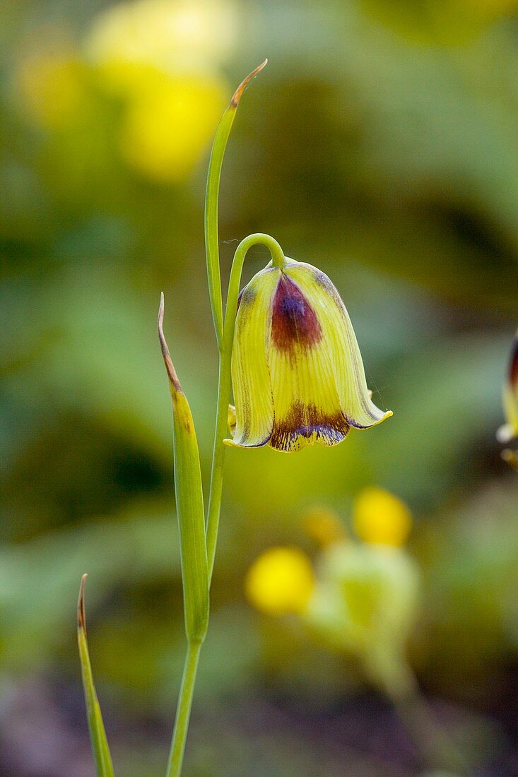 Fritillary (Fritillaria orientalis)