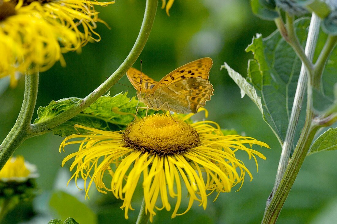 Silver-washed fritillary butterfly