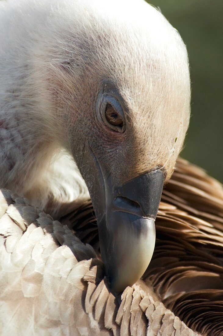 Griffon vulture preening