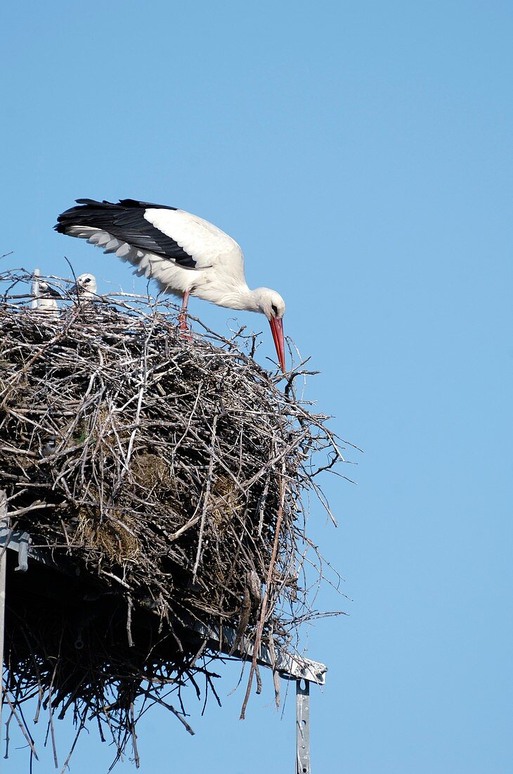 White storks nesting