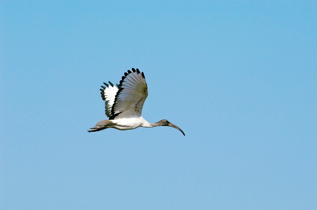 Sacred ibis in flight