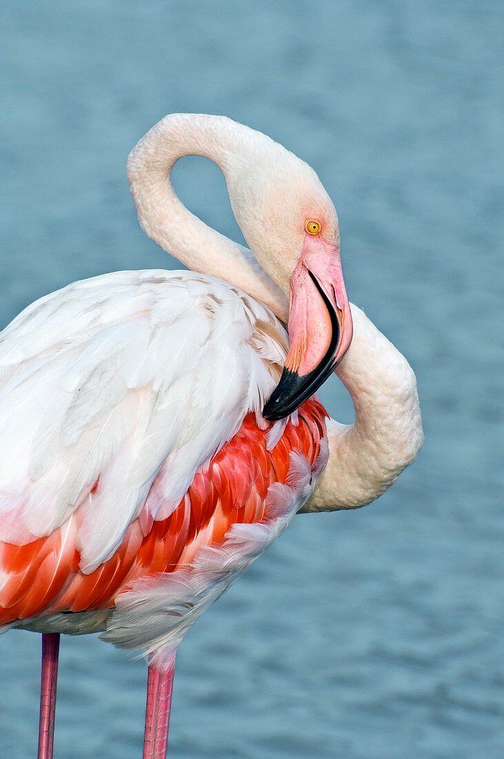 Greater flamingo preening