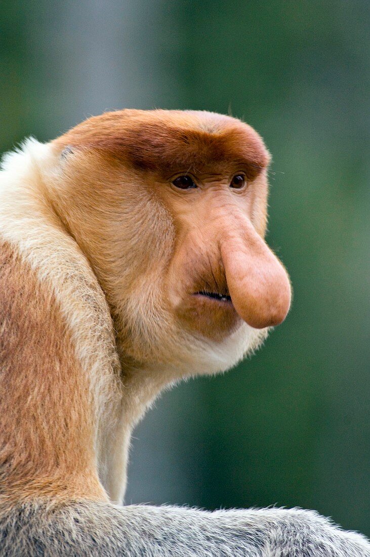 Dominant male proboscis monkey