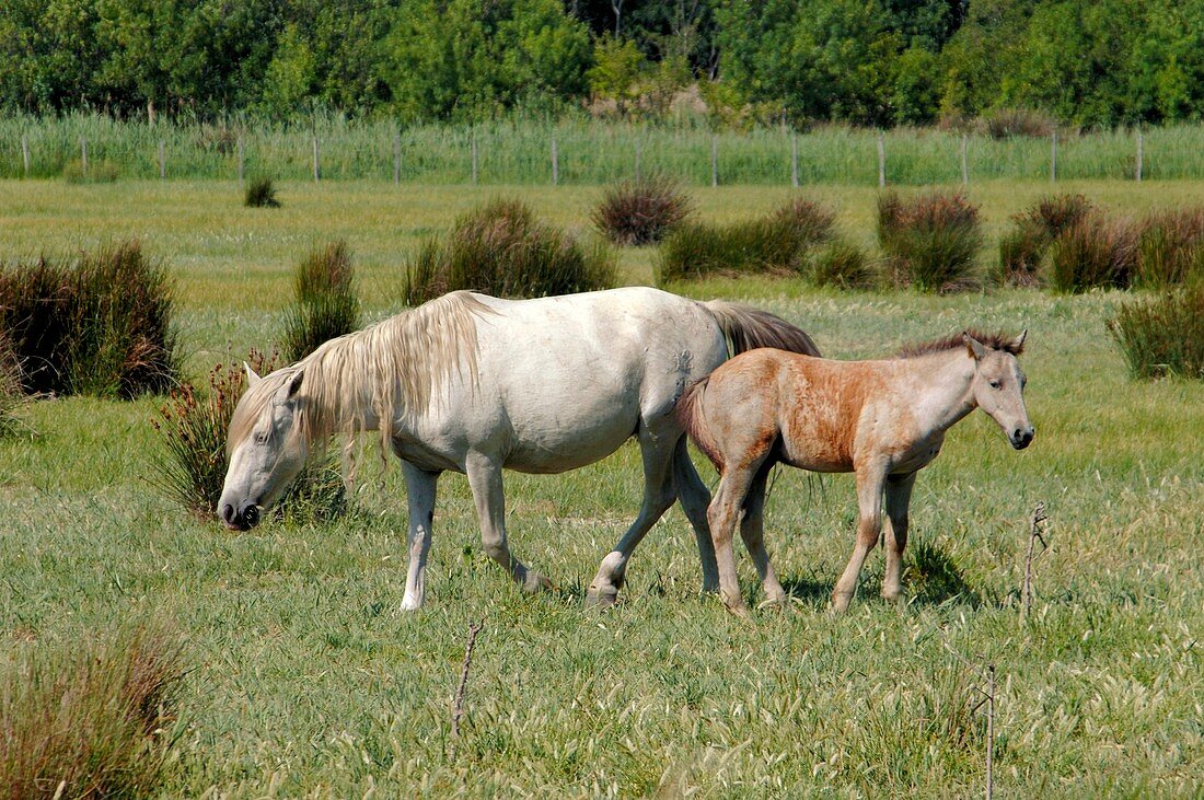 Camargue horse and foal