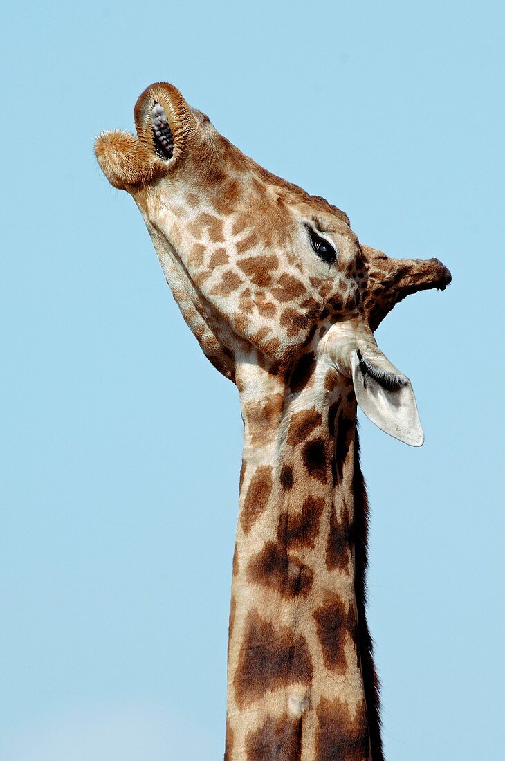 West African giraffe