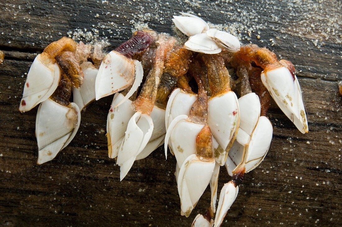Goose barnacles on wood