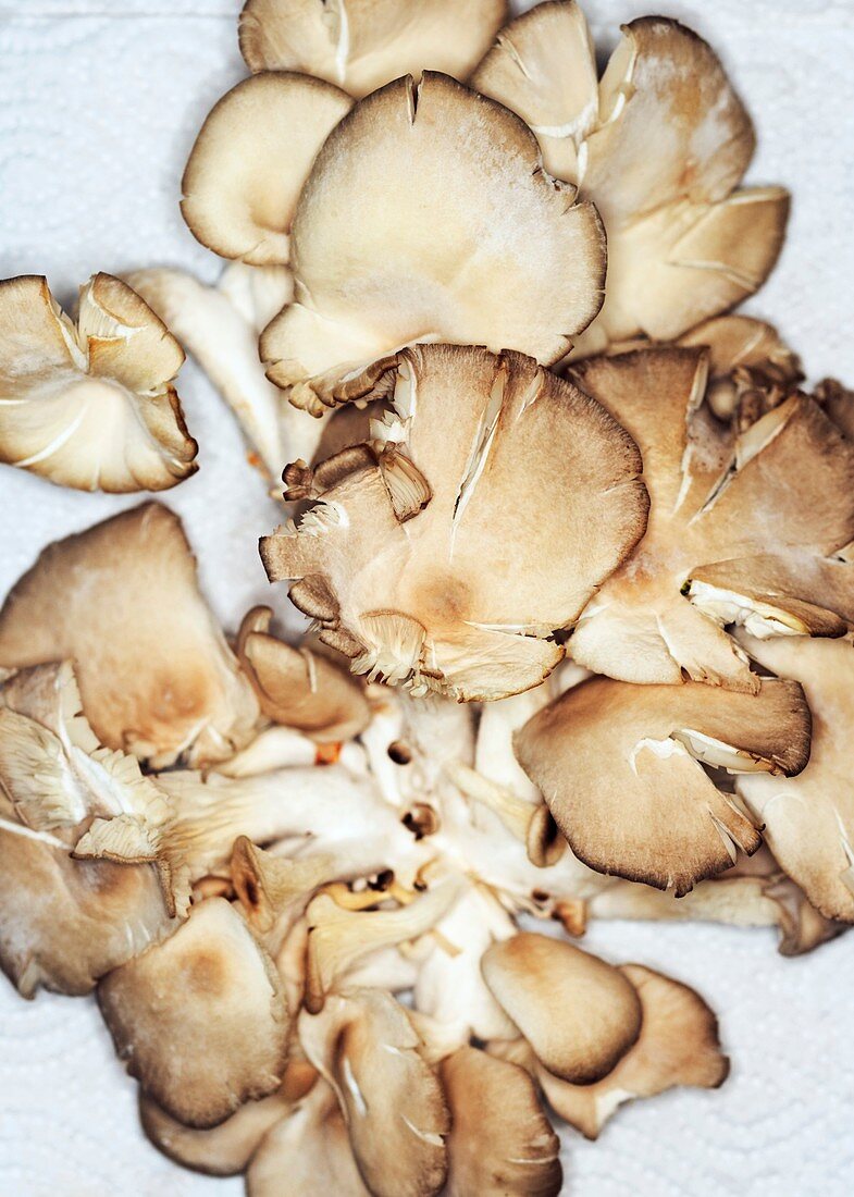 Oyster Mushrooms (Pleurotus Cornucopiae)