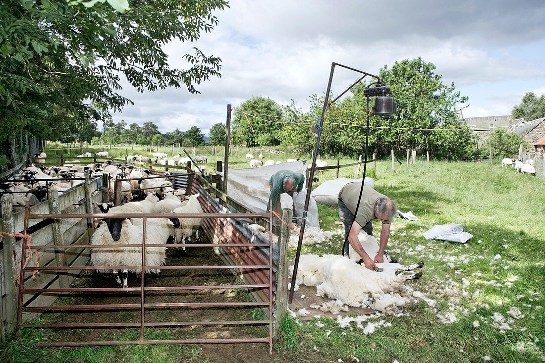 Shepherds shearing sheep in farm