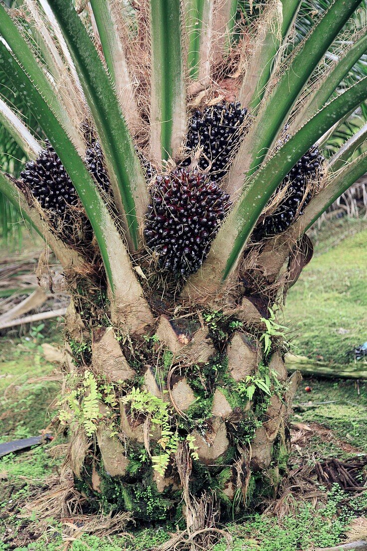 Oil palm tree with fruits
