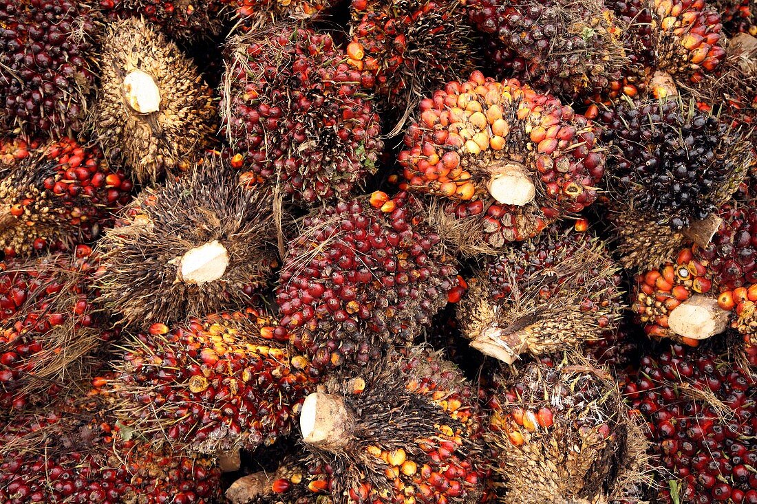 Oil palm fruits