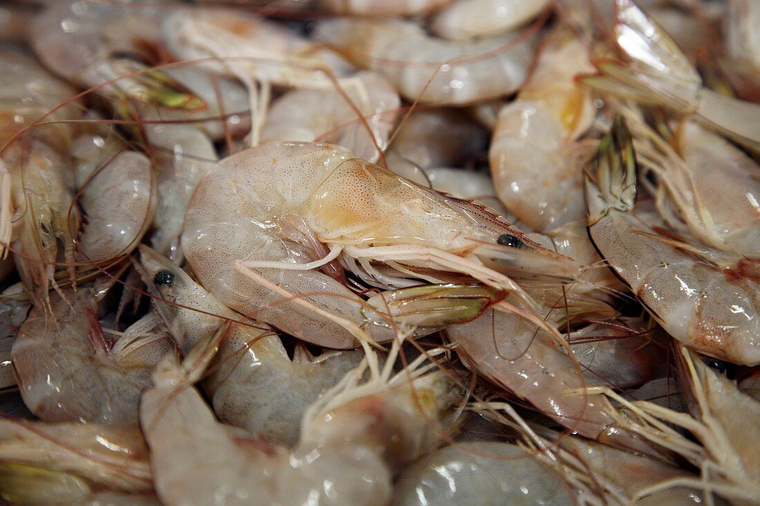 Stack of shrimps in market