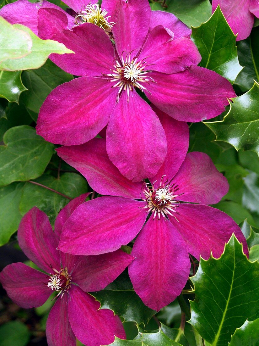 Clematis westerplatte flowers