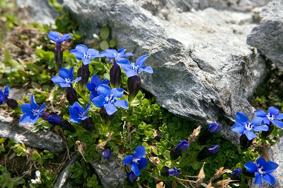 Spring gentian flowers