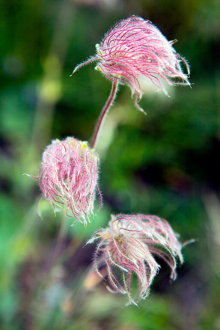 Rampion flowers