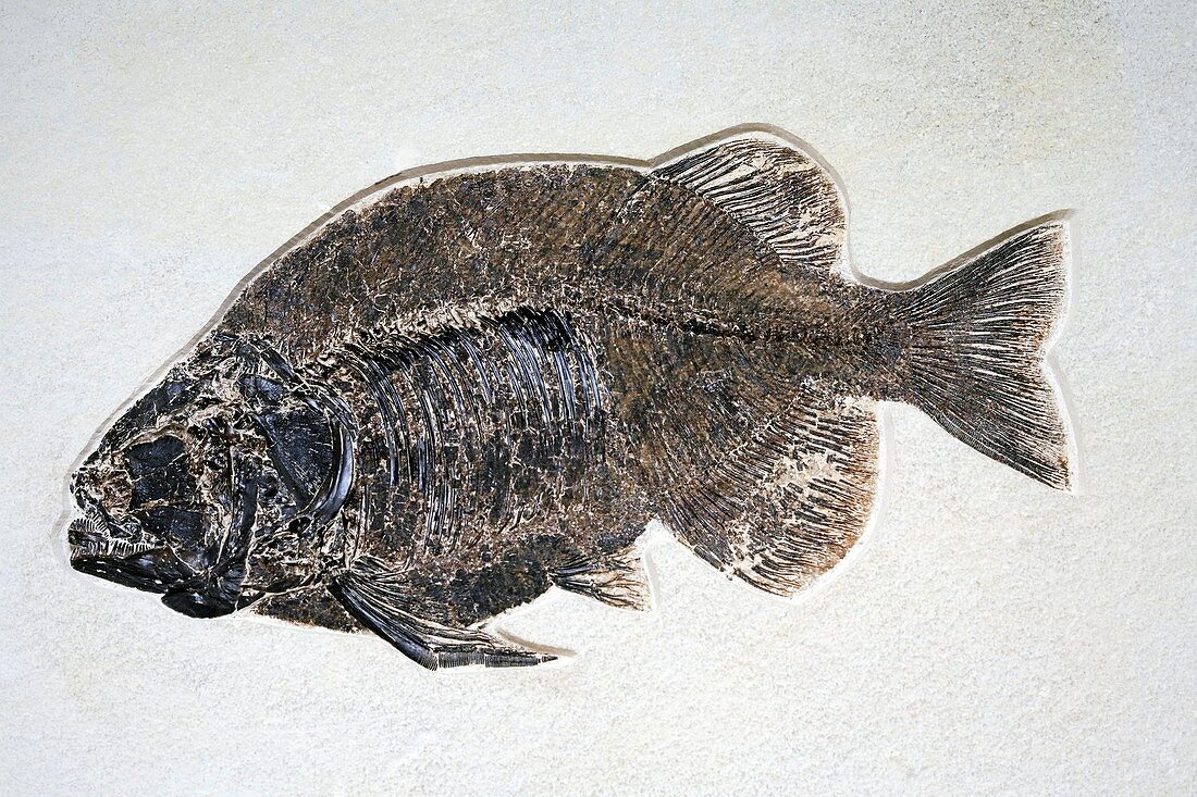 Phareodus fish fossil