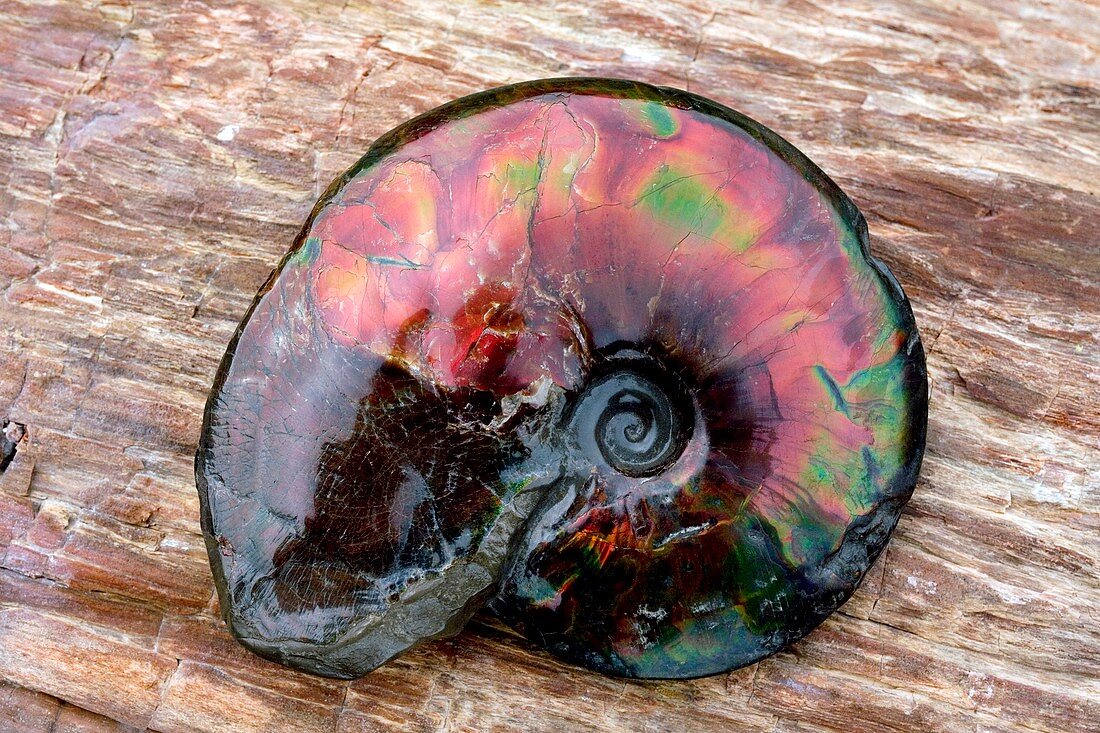 Iridescent ammonite fossil