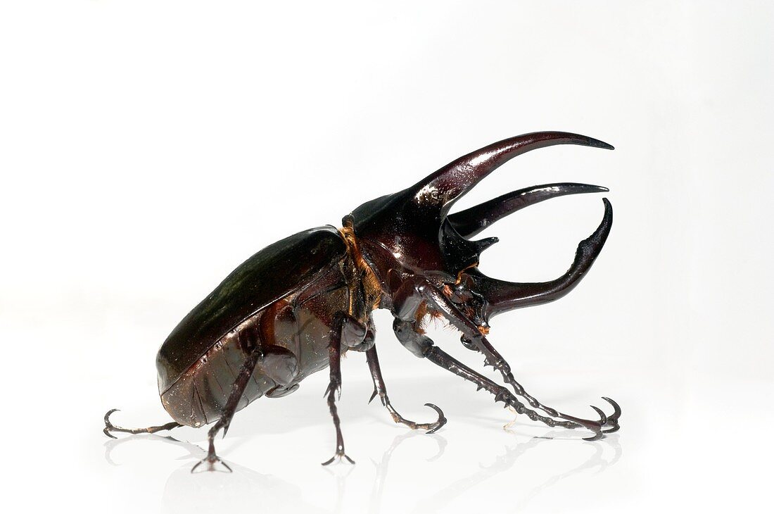 Atlas beetle