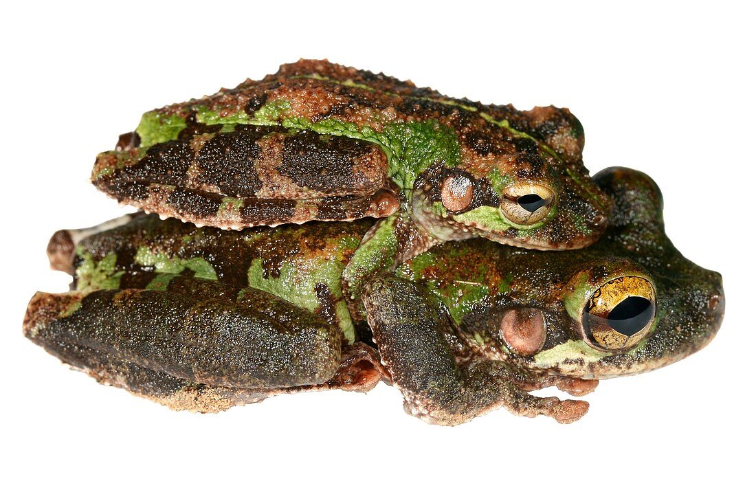 Buckley bonehead frogs mating
